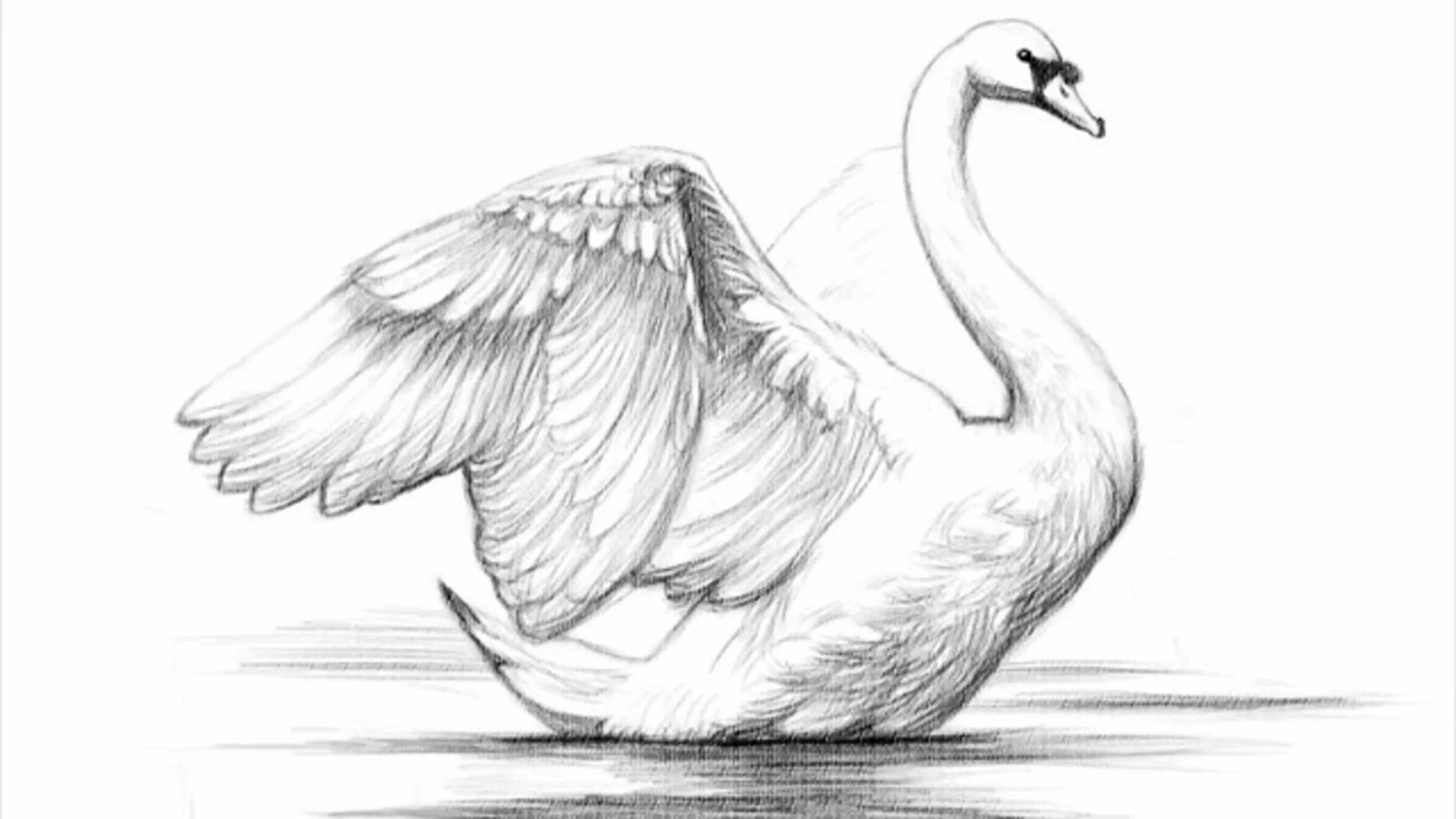 Нарисовать рисунок лебедушка. Лебедь рисунок. Лебедь карандашом. Лебедь рисунок карандашом. Картинки лебедей карандашом.