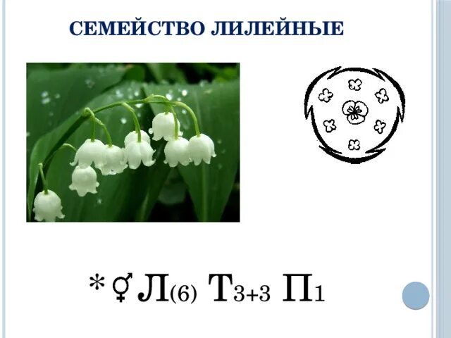 Какая формула цветка лилейных. Формула и диаграмма цветка ландыша. Формула цветка ландыша майского. Формула цветка семейства Лилейные. Строение цветка ландыша майского формула.