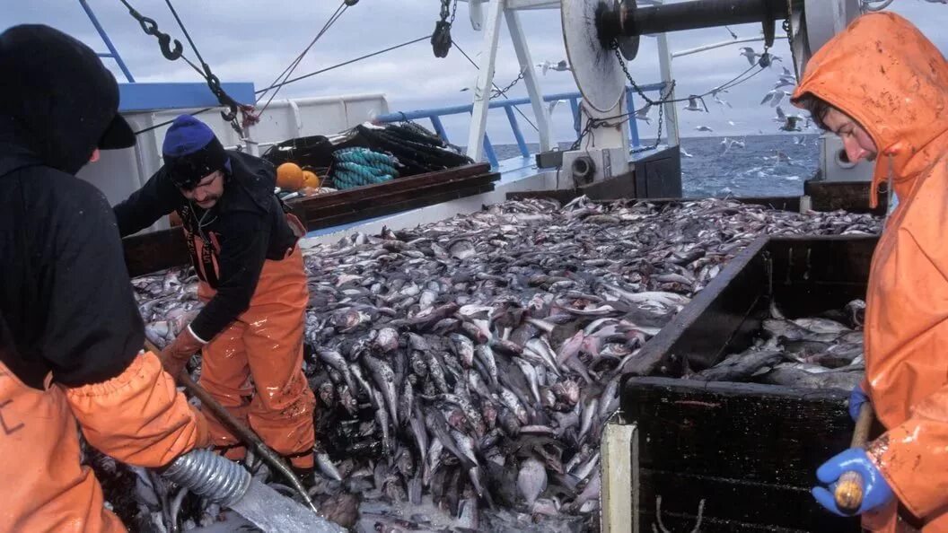 Охотское море рыболовство. Берингово море промысел. Минтай рыба Охотское море. Охотское море рыбный промысел. Время промыслов рыбы