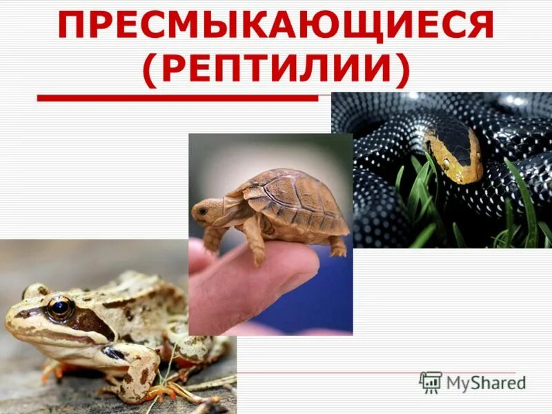 Веретеница ломкая красная книга. Пресмыкающиеся красной книги. Болотная черепаха воронежской области красная книга описание. Рептилии красной книги. Болотная черепаха красная книга.