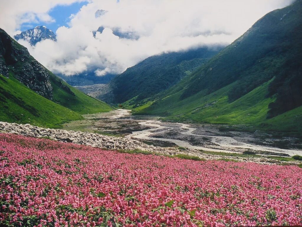 Flowers valley. Национальный парк Долины цветов, Уттаракханд. Долина цветов Уттаракханд. Альпийские Луга Гималаи Непал. Долина цветов, Уттаранчал (Индия).