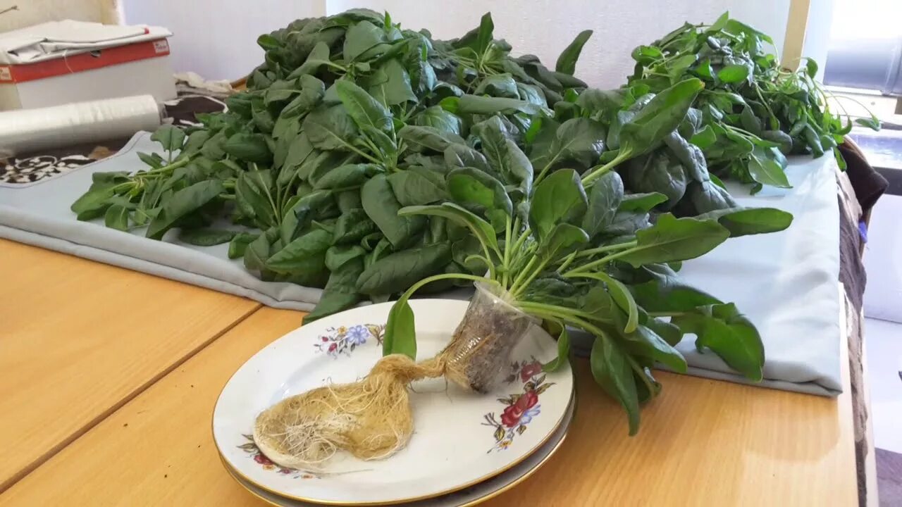 Вырастить шпинат на подоконнике зимой. Шпинат аэропоника. руккола на гидропонике. шпинат матадор на подоконнике. шпинат вырастить на подоконнике.