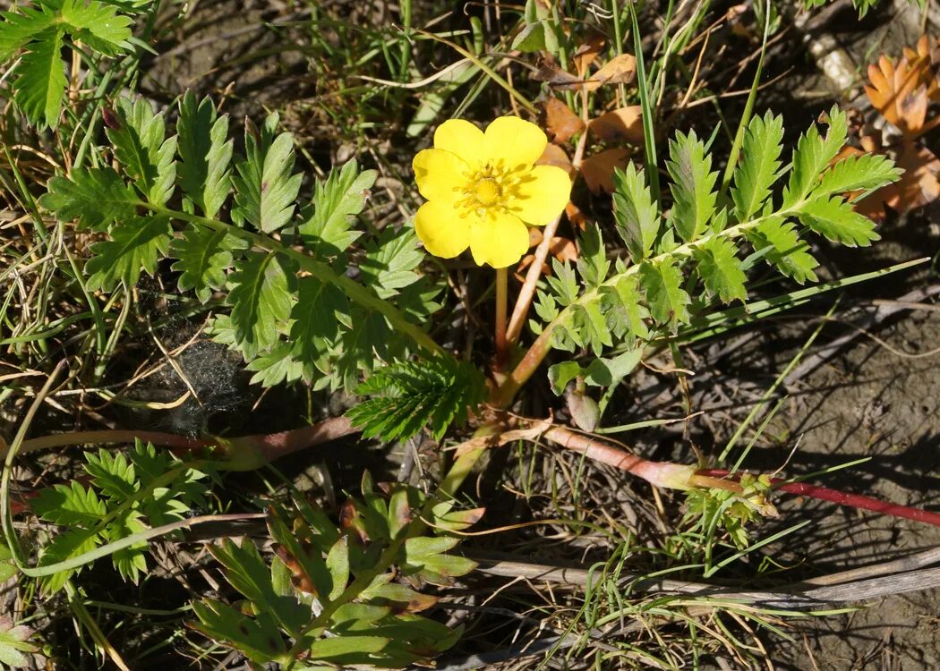 Лапчатка гусиная латынь. Лапчатка гусиная (potentilla anserina). лоп,атка гусиная. лапчатка гусиная побег. гусуна лапчатая.
