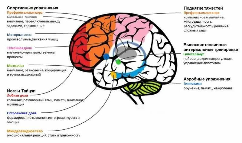 Производительность мозга. Продуктивность мозга. Эффективность мозга. Схема активности головного мозга.