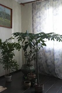 Змеиное дерево комнатное