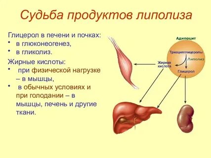 Печень расщепление жиров