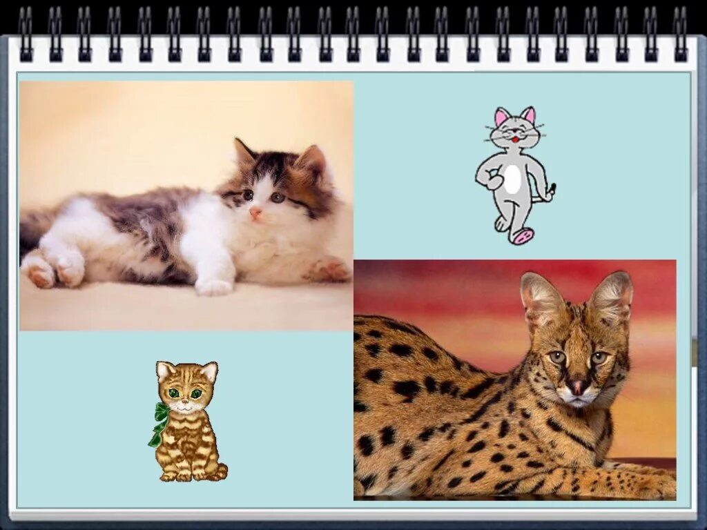 Кот для рисования. Рисунок кошки карандашом для срисовки для детей. Рисование котов в для детей. Урок изо кошка. Детские рисунки кота.