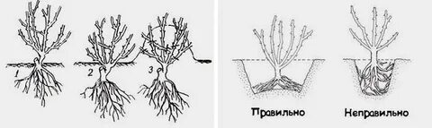 Корневая система жимолости