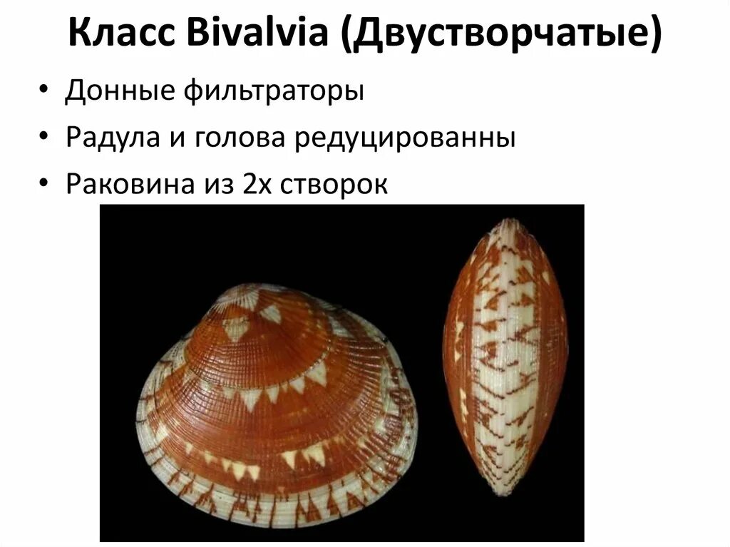 Способ питания двустворчатых