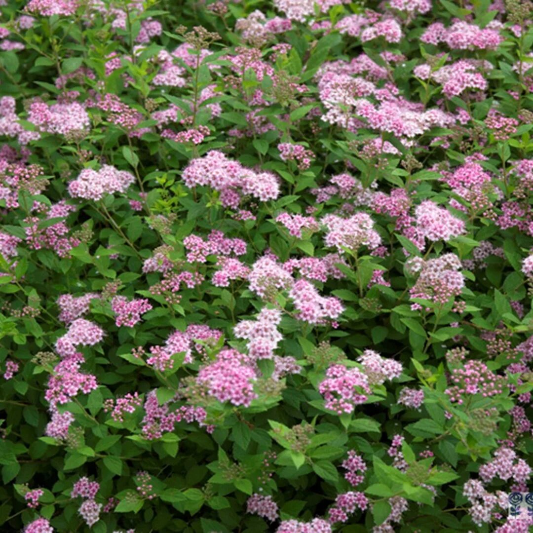 Литл принцесс купить. Спирея японская little Princess. Спирея японская (Spiraea japonica `little Princess`). Спирея Odensala. Спирея японская Оденсала Spiraea japonica Odensala.