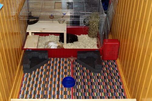 мышь в квартире. крыса стриптизерша. мышь подвальная. грызуны вредители. комната для хорька.