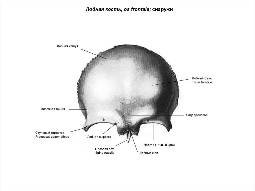 Анатомия лобной кости черепа. Лобная кость анатомия строение. Лобная кость черепа анатомия. Строение лобной кости анатомия.