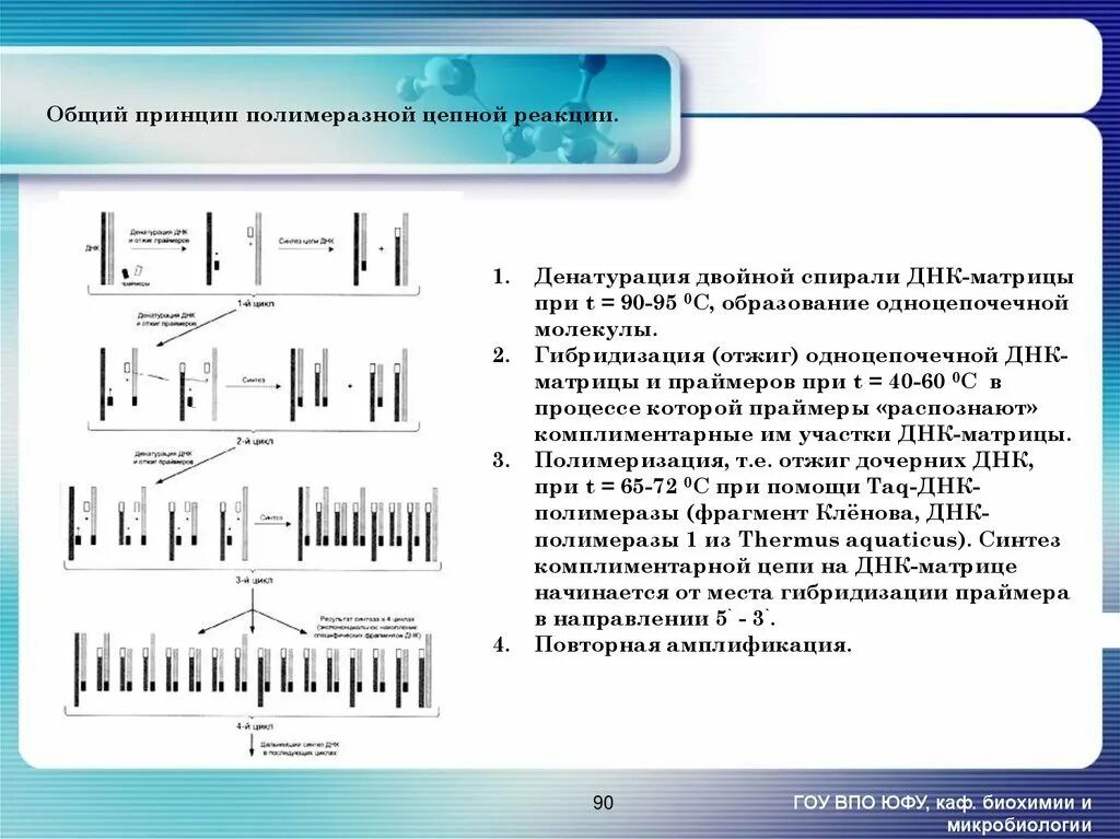 Схема полимеразной цепной реакции микробиология. Этапы полимеразной цепной реакции ПЦР. Схема выполнения полимеразной цепной реакции. ПЦР механизм реакции.