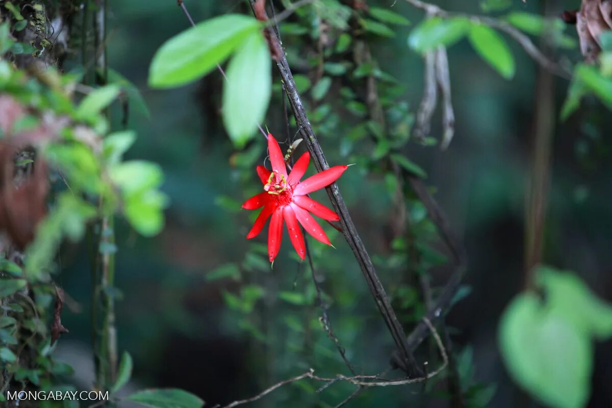 Rainforest plants. Растения Колумбии. Растительный мир Колумбии. Колумбия животные и растения.