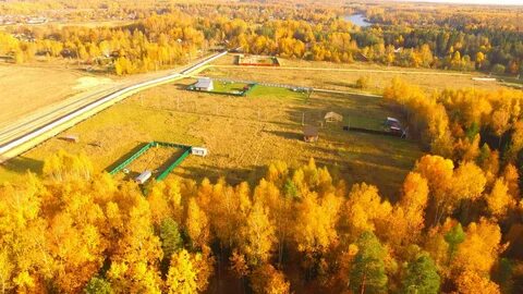 Петушки костино