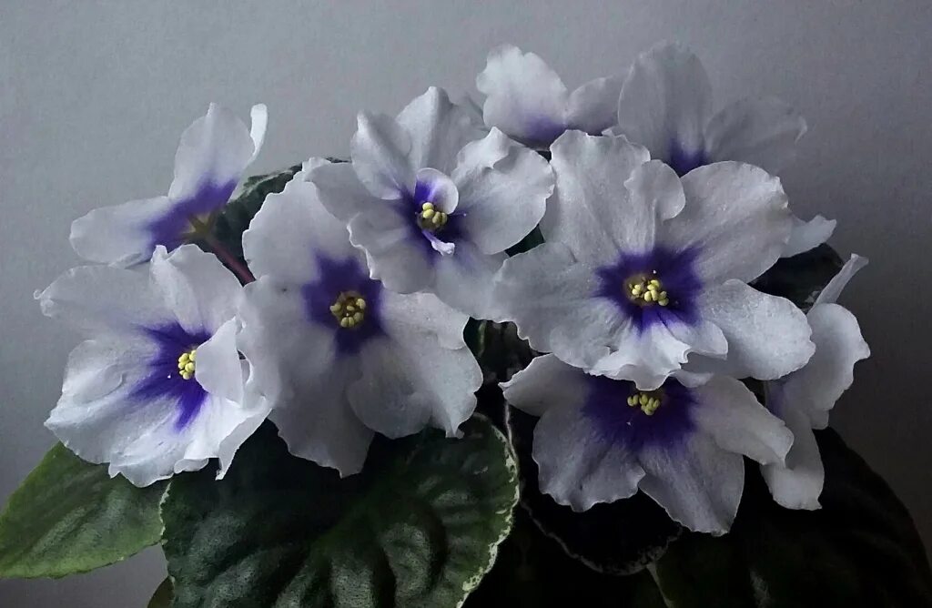 Фиалка ек синеглазый король. Фиалка синеглазый король. Сенполия синеглазый король. Сорт фиалки синеглазый король. Фиалка синеглазый.