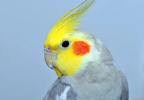 Корелла цветок