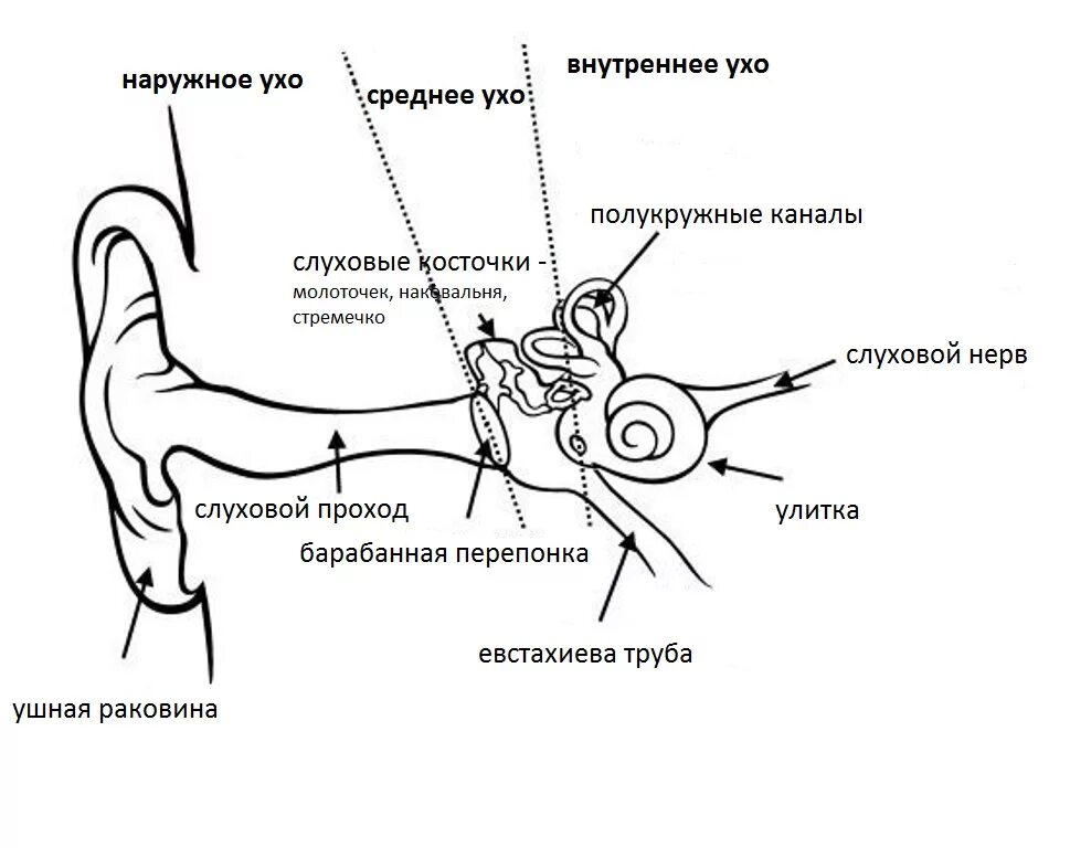 Схема строения уха. Схема строения наружного среднего и внутреннего уха. ухо человека схема строения. схема наружного среднего и внутреннего уха человека. строение среднего уха схема.