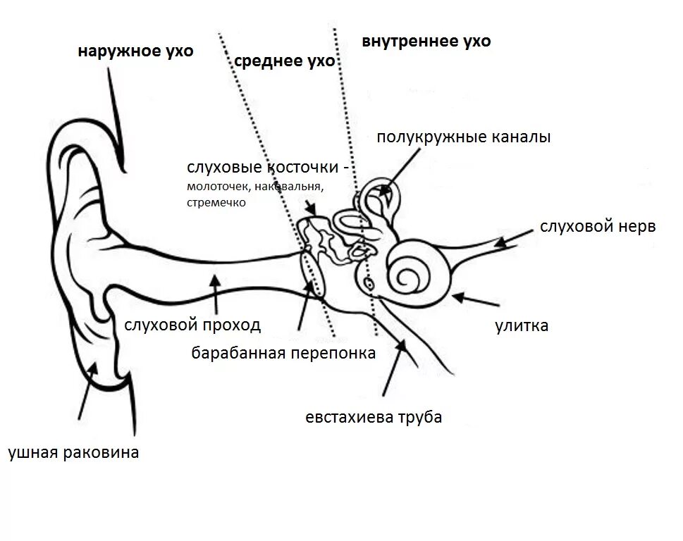 Схема строения наружного среднего и внутреннего уха. Строение среднего уха схема. Строение среднего уха человека схема. Схема строения внутреннего уха. Рассмотрите схематичные изображения уха человека