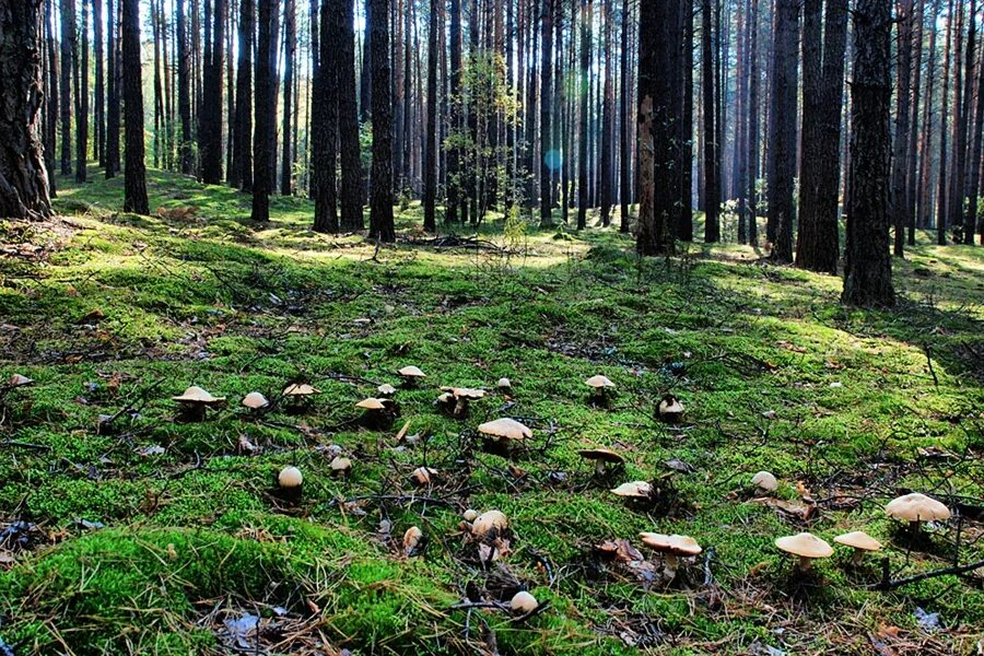 Грибная поляна фото. Грибы в лесу. Поляна грибов. Грибной лес. Поляна с грибами.