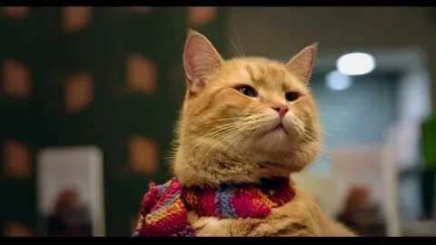 Hello street cat 4chan