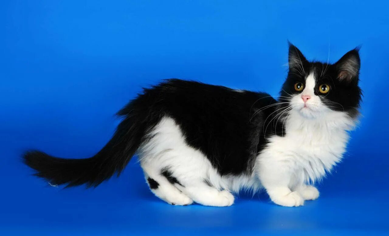 Порода черно белых кошек с фотографиями. Манчкин (порода кошек). Манчкин кот черный. Манчкин кошка черно белая. Манчкин порода кошек белый.