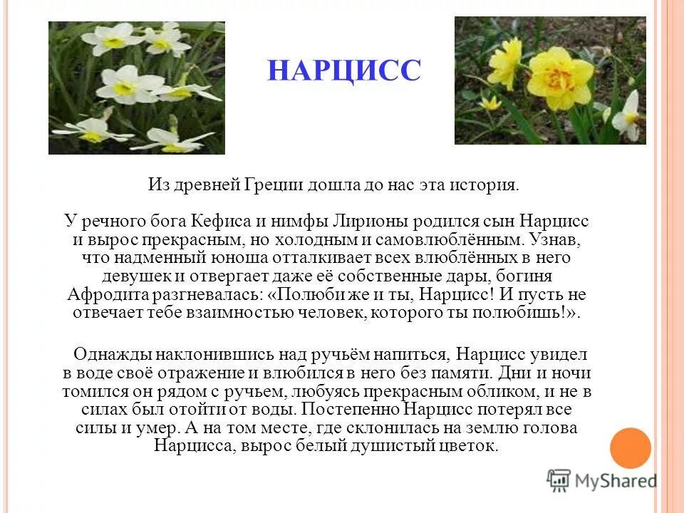 Как защититься от нарцисса. Как защититься от нарцисса