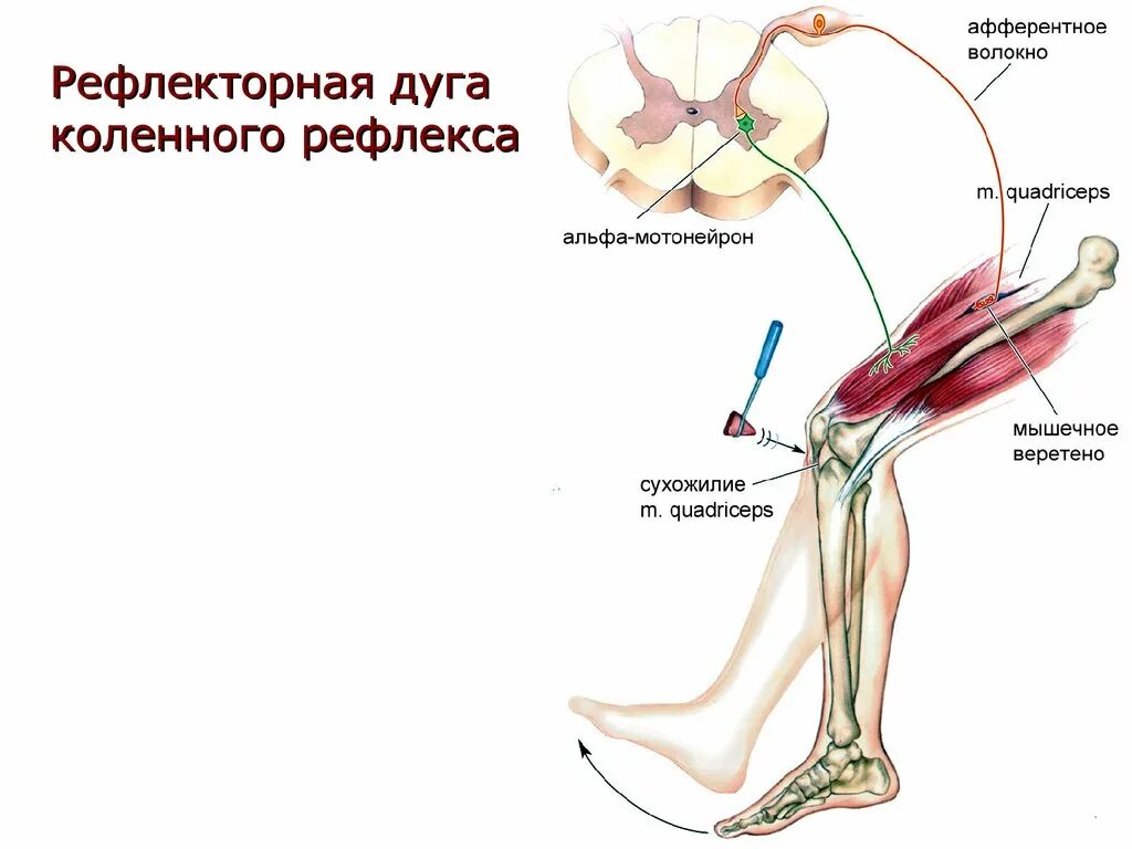 Рефлекторная дуга разгибательного коленного рефлекса. Схема рефлекторной дуги разгибательного коленного рефлекса. Звенья рефлекторной дуги коленного рефлекса. Схема рефлекторной дуги коленного рефлекса 5 звеньев. Элементы рефлекторной дуги коленного рефлекса человека