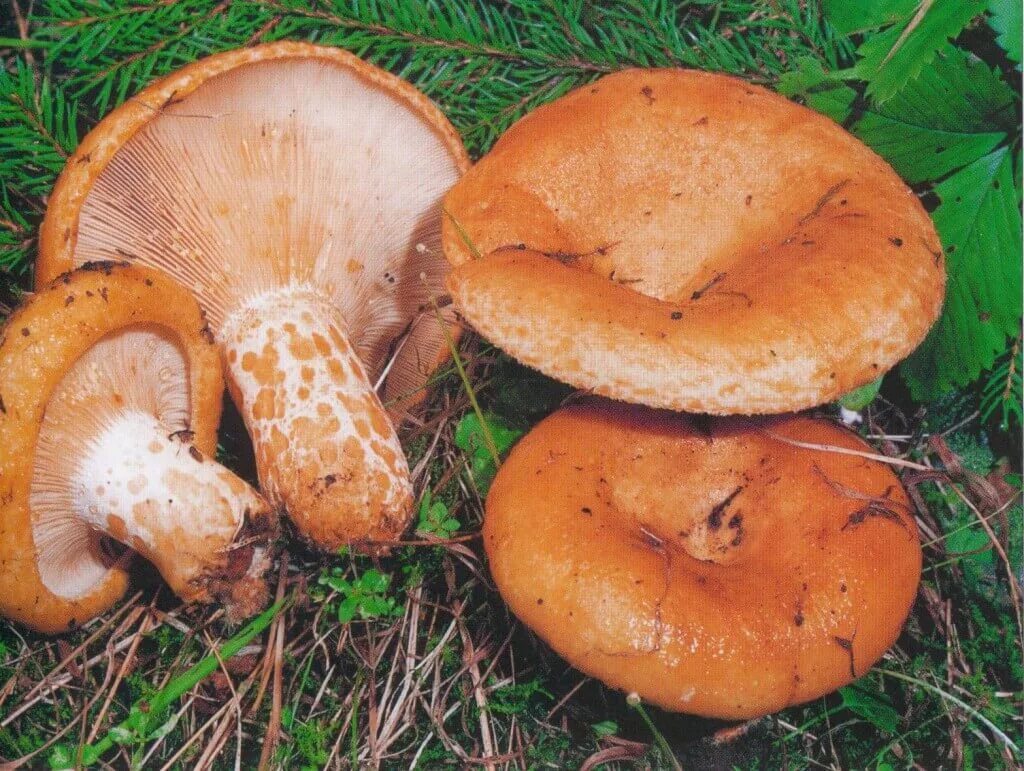 Груздь гриб съедобный. Груздь жёлтый Lactarius scrobiculatus. Правский груздь. Королевский груздь. Черный рыжик