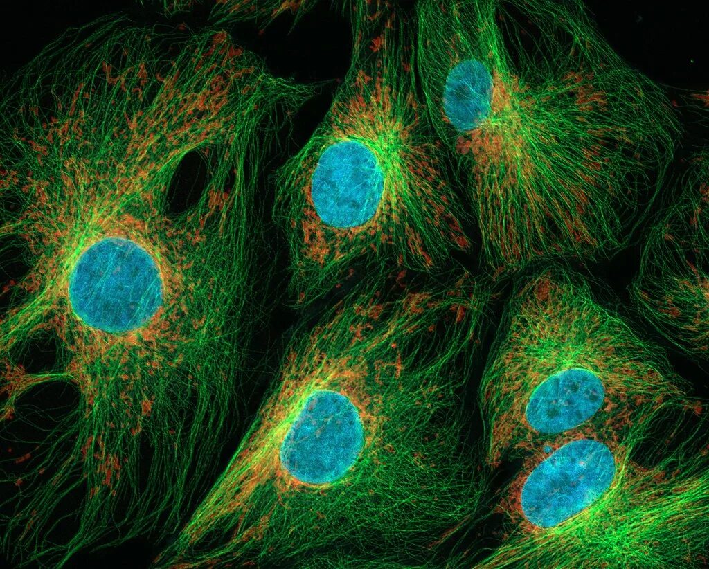 Клетка метка. Цитоскелет флуоресцентная микроскопия. Цитоскелет флуоресценция. Флюоресценция микроскопия. Флуоресцентный микроскоп микрофиламенты.