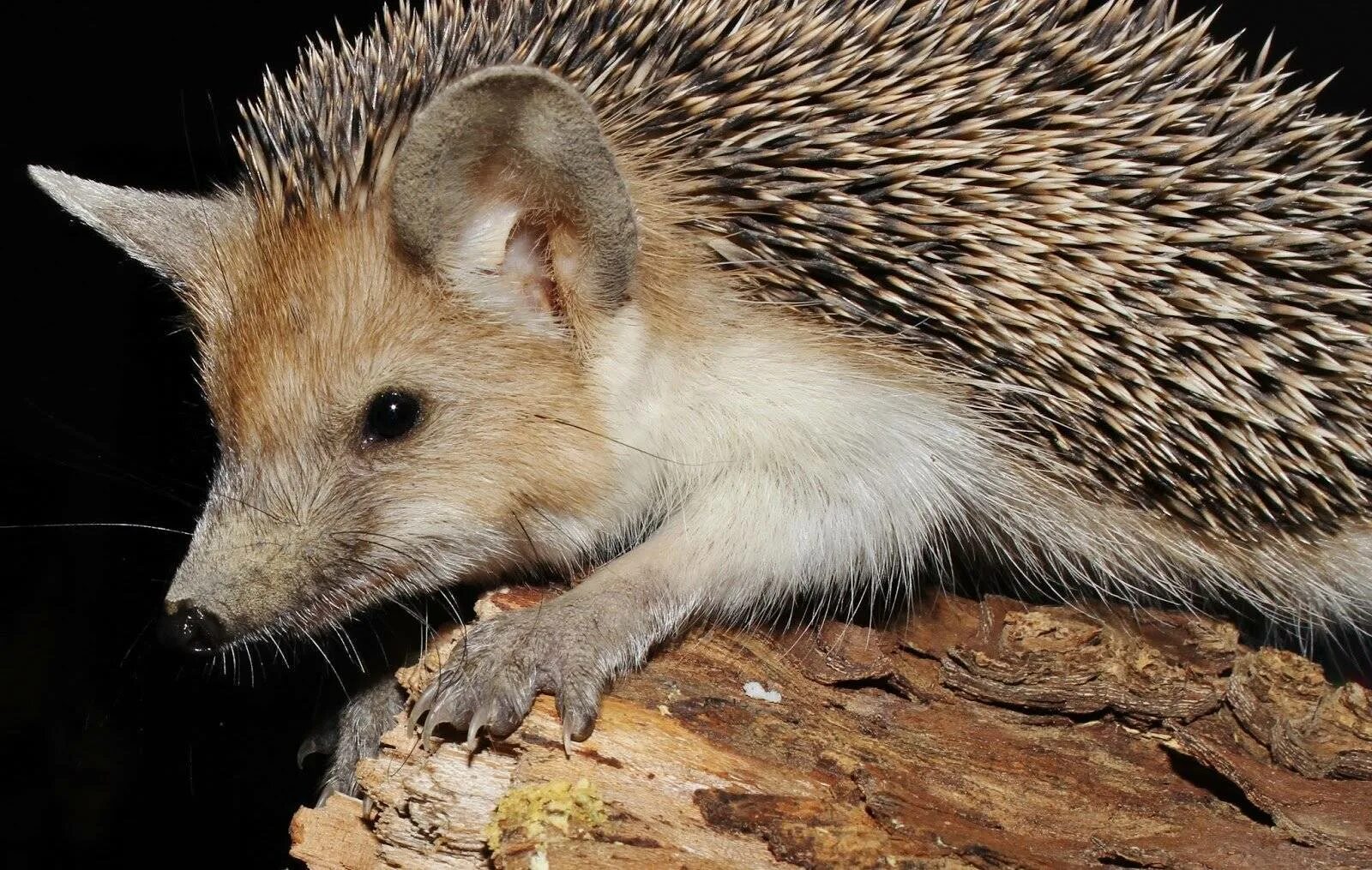 Насекомоядные Ушастый ёж. Hemiechinus auritus. Ошейниковый ёж (Hemiechinus collaris). Ушастый ёж Ушастый. Где живет ушастый еж