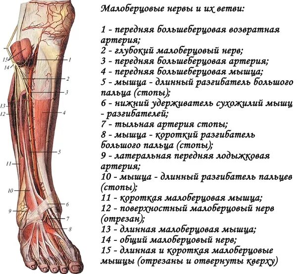 Малоберцовый нерв стопа. Общий малоберцовый нерв ветви. Медиальный кожный нерв икры. Малоберцовый нерв анатомия. Латеральный кожный нерв икры.