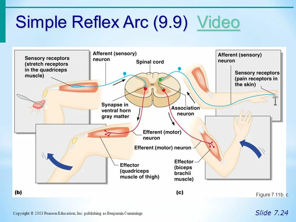 2 Neuron's Reflex Arcs. Spinal Reflex Arc. Reflex Arch. Receptors Reflex Arc.