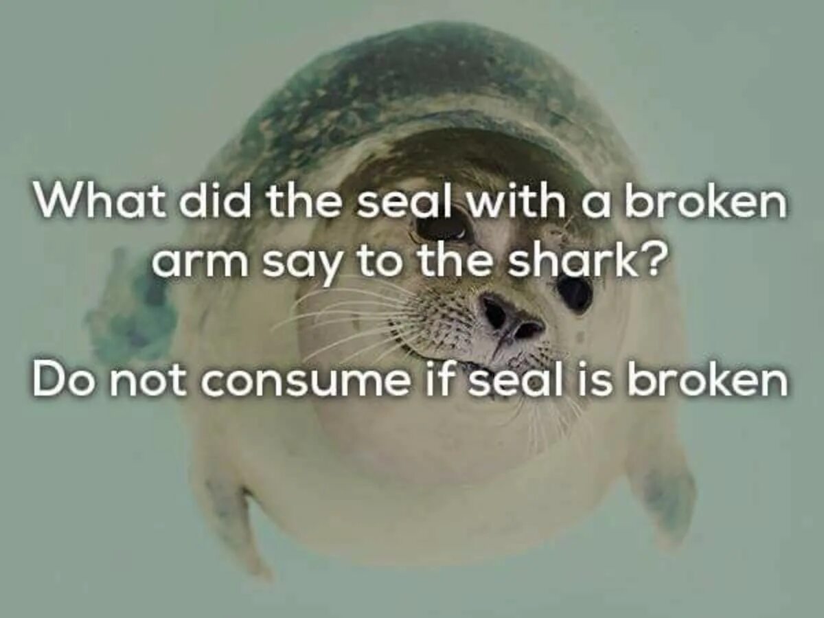 The little seal is laughing at us. Seal is broken. Do not consume if Seal is broken. What are the Seals doing. What are the Seals doing перевод.