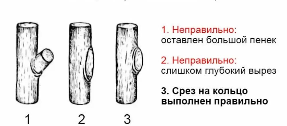 Срез на кольцо у яблони. Срез ветки на кольцо. Обрезка на кольцо плодовых деревьев. Правильный срез яблони.