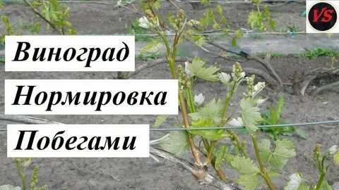 Виноград сколько оставлять гроздей