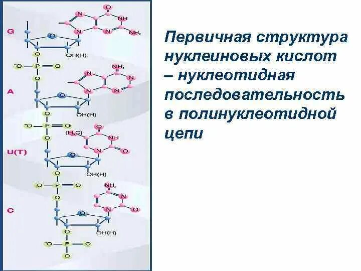 Первичная и вторичная структура нуклеиновых кислот. Первичная структура ДНК полинуклеотидная цепь. Первичная структура нуклеиновых кислот. Структурное звено нуклеиновых кислот.