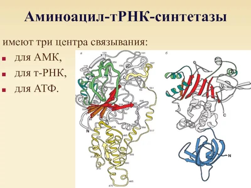 Роль фермента аминоацил-ТРНК – синтетазы. Аминоацил-ТРНК-синтетаза. Функции аминоацил-ТРНК-синтетазы. Строение аминоацил ТРНК синтетазы.