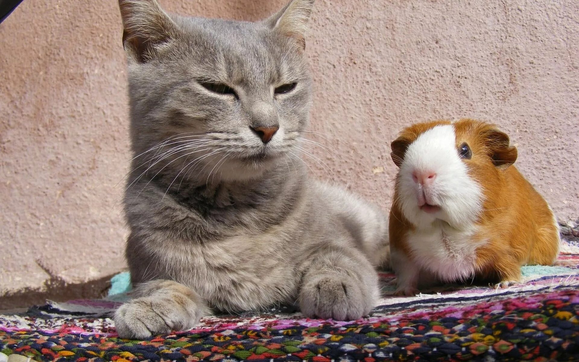 Морская свинка и кошка. Кот и хомяк. Кошка и морская Свинка. Котёнок и хомячок. Морская Свинка с котиком.