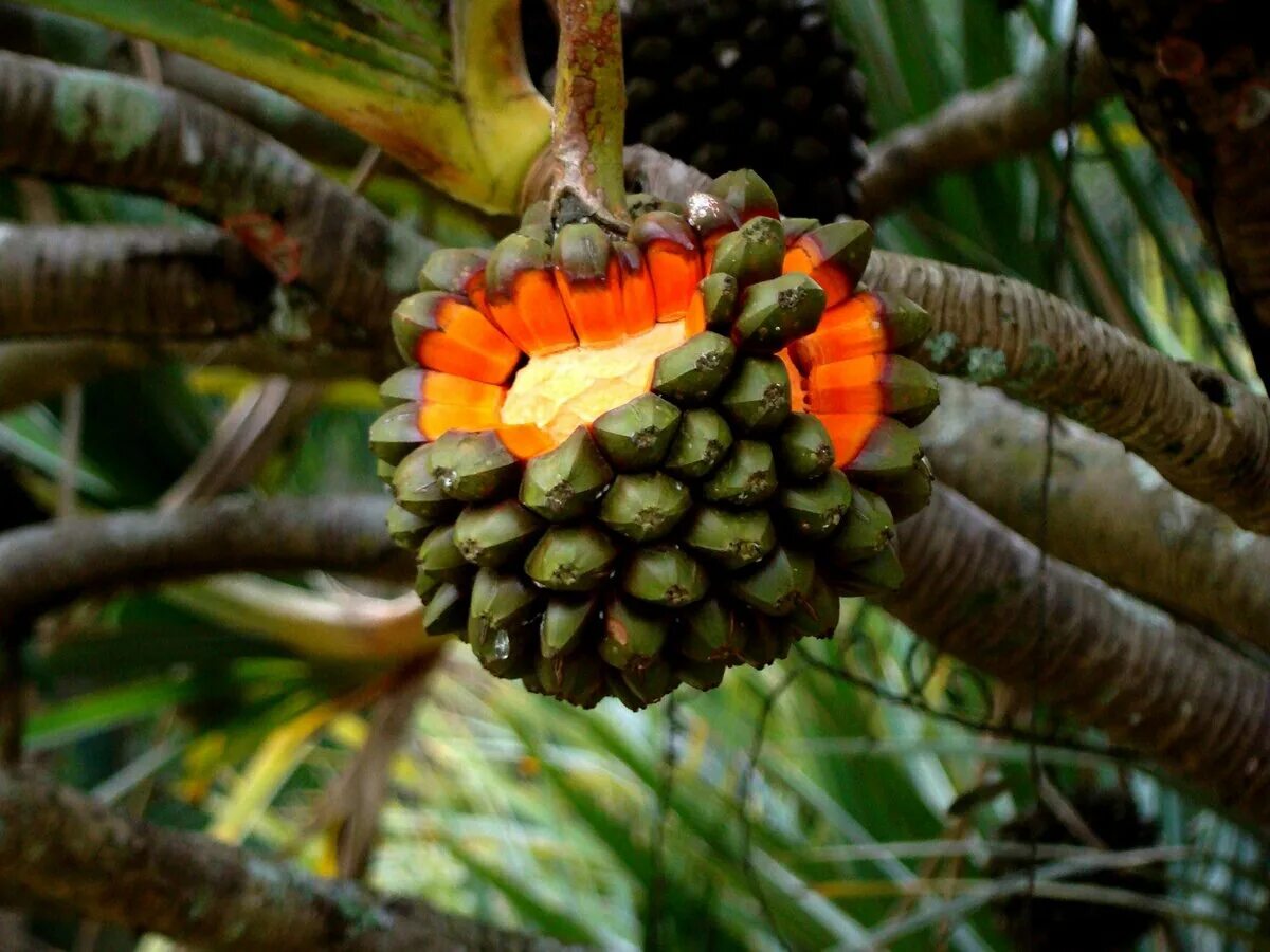 Пандан фрукт. Пандан (растение). Пальма панданус плоды. Пандан растение плод. Какие есть экзотические ели