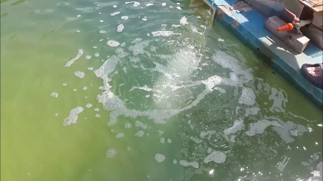 Перекись водорода для очистки водоемов. Мутная вода в бассейне. Перекись для пруда. Зеленая вода в бассейне. Перекись в зеленую воду