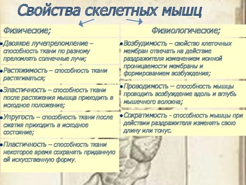 Свойства скелетных мышц. Физические и физиологические свойства скелетных мышц. Основные физиологические свойства скелетных мышц. Основные свойства скелетной мышцы.