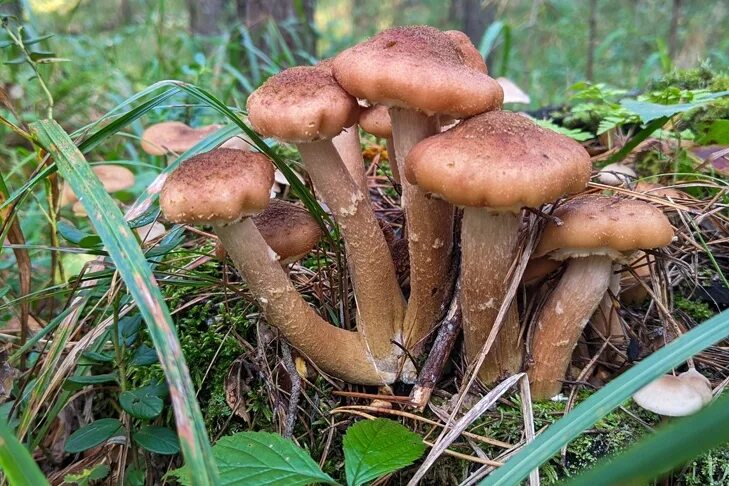 Опасные съедобные грибы. Лесные опята съедобные. Ядовитые опята. Сложно опята. Мутный сложный гриб.