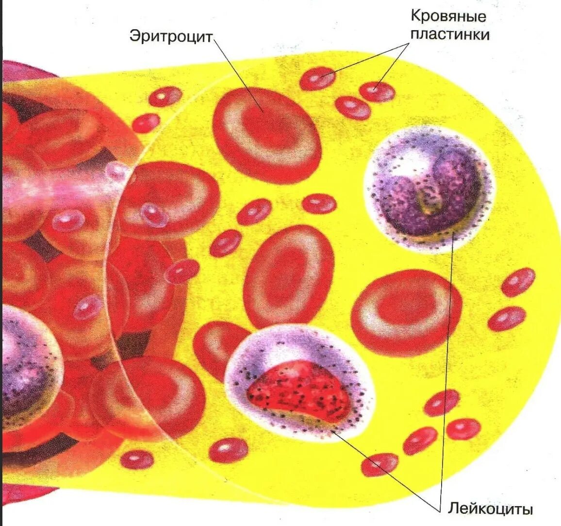 Кровь строение рисунок. Строение клетки крови человека лейкоцит. Состав крови кровяные клетки. Плазма эритроциты лейкоциты тромбоциты. Клетки крови эритроциты лейкоциты тромбоциты рисунок.