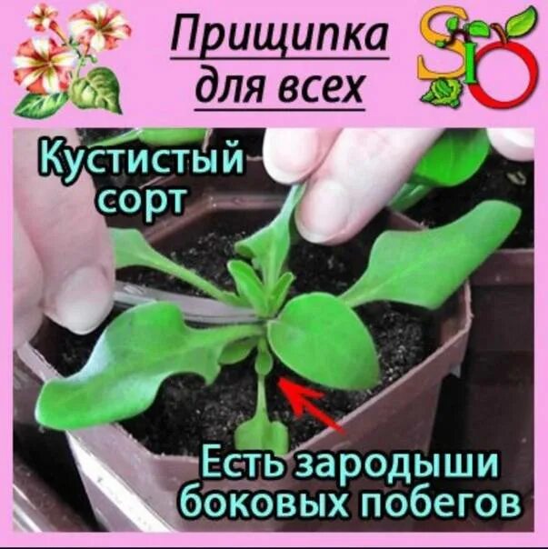 Петуния селебрити бургунди фрост. Надо ли прищипывать джоконду. Формировка петунии ампельной. Надо ли прищипывать джоконду. Надо ли прищипывать джоконду.