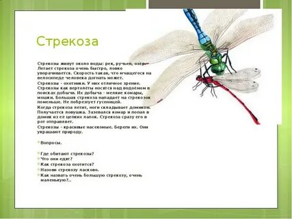 Вот какая стрекоза как горошины глаза