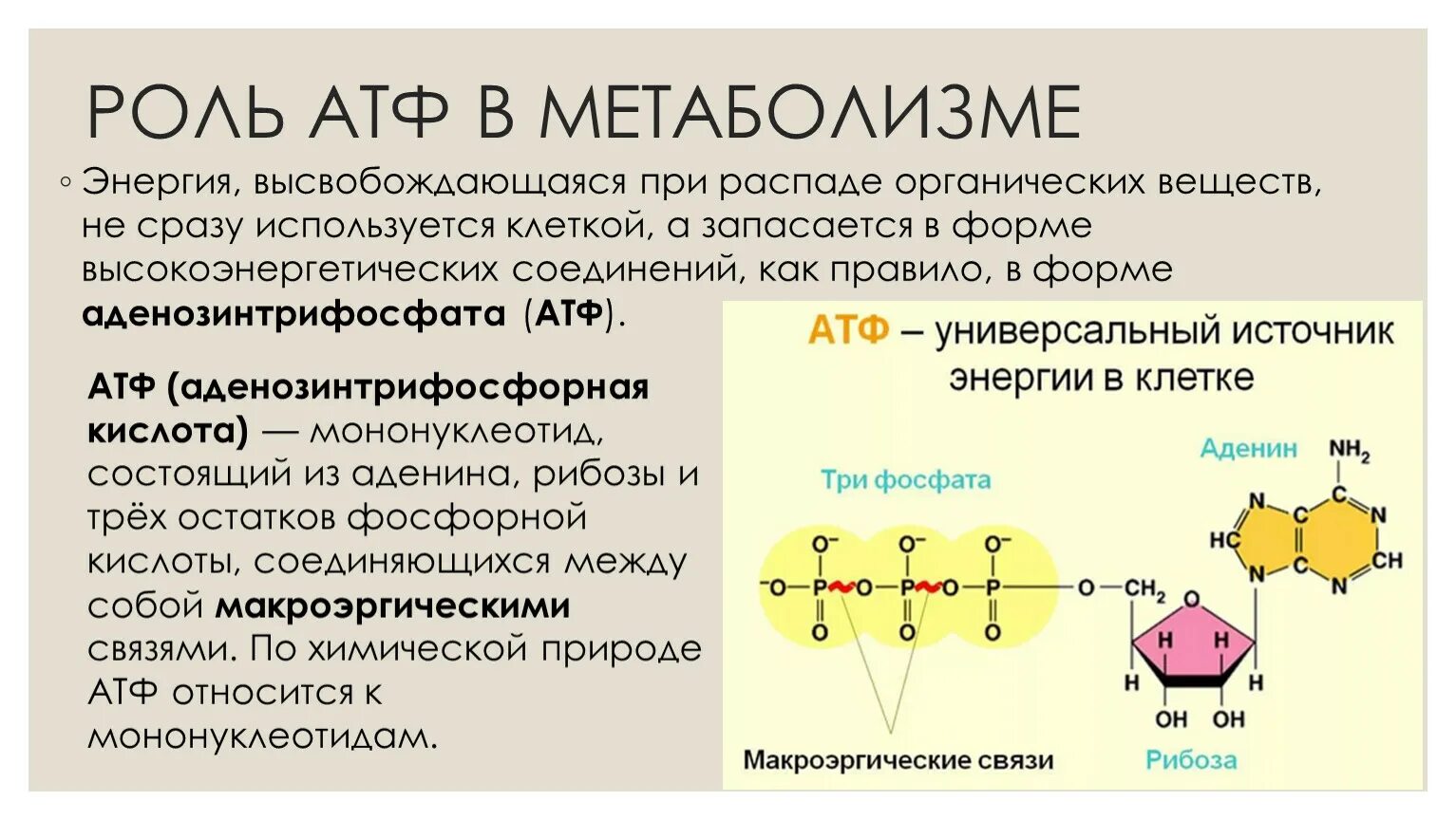 Материал атф. Функции молекулы АТФ. Строение АТФ И АДФ. Строение молекулы АТФ. Структурная формула АТФ связи.