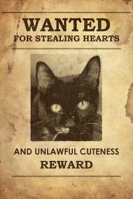 He wanted her to get to. Wanted плакат. Wanted кот. Плакат wanted кот. Most wanted плакат.