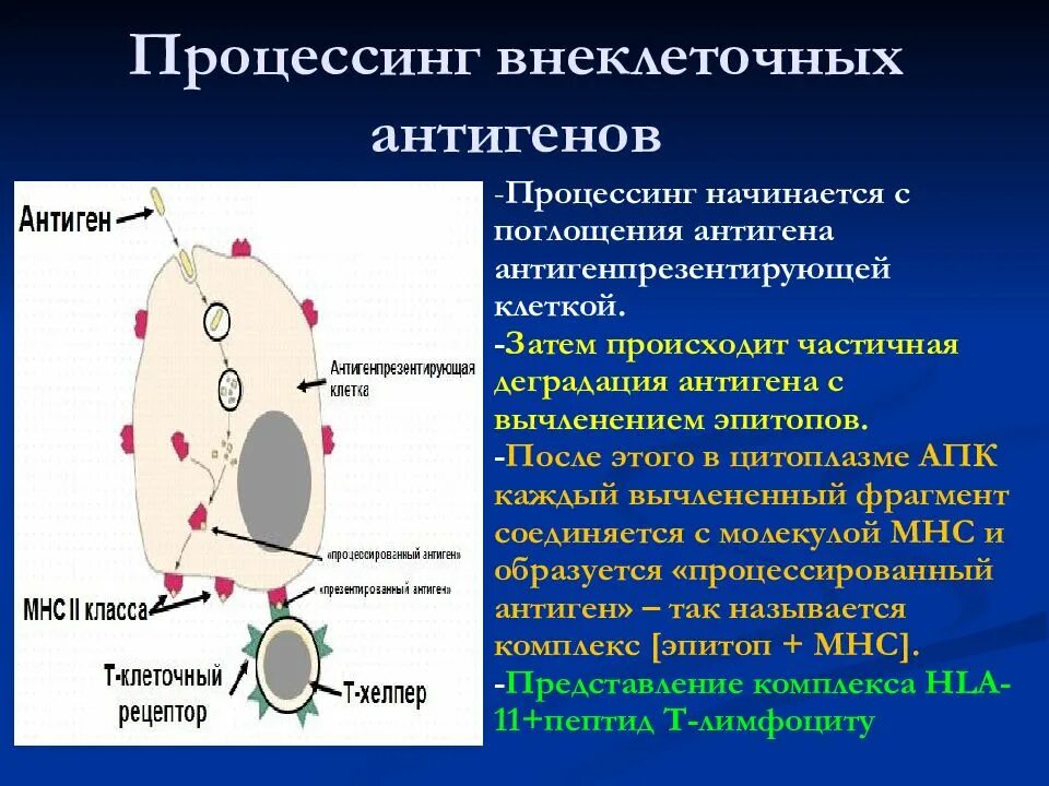 Клеточные антигены. Процессинг экзогенных антигенов. Процессинг антигена в антигенпрезентирующих клетках. Процессинг антигенов в цитоплазме. Механизм процессинга антигена.