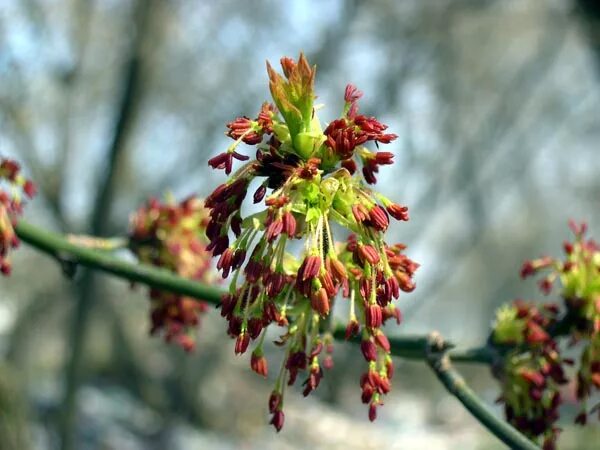 Тип соцветия клена обыкновенного. Тип соцветия клена обыкновенного. Клен трехпалый. Тип соцветия клена обыкновенного. Клен остролистный цветет.